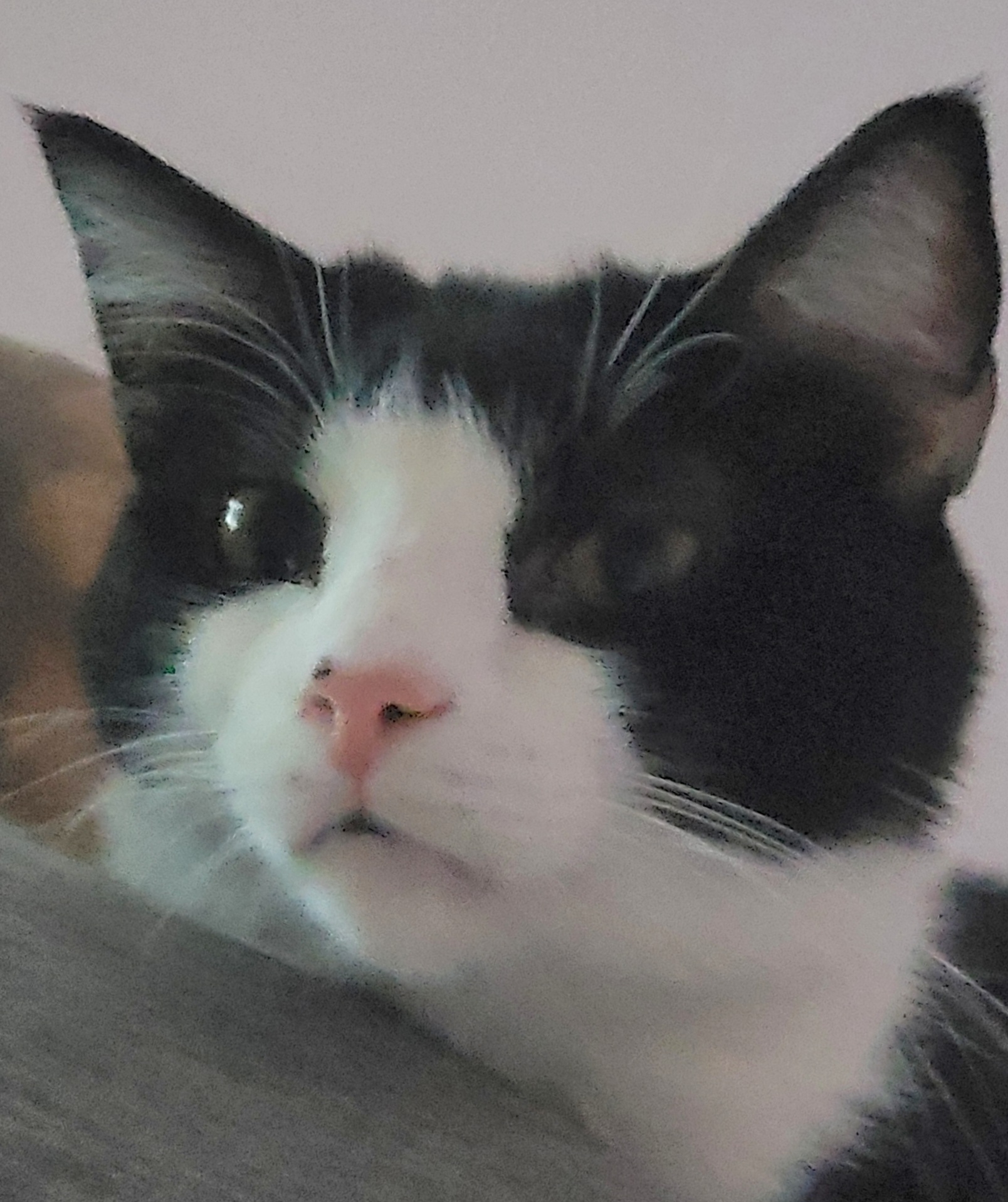 Fin, a Adoptable mixed breed in Chicago, IL image 2/5