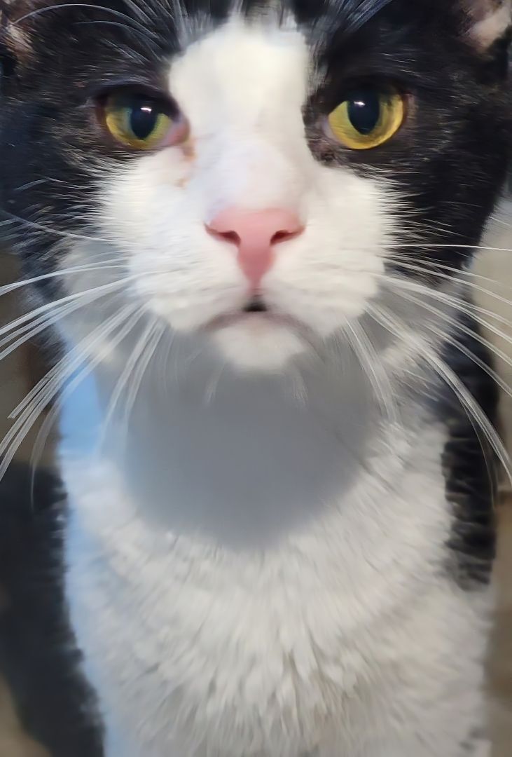 Fin, a Adoptable mixed breed in Chicago, IL image 3/5