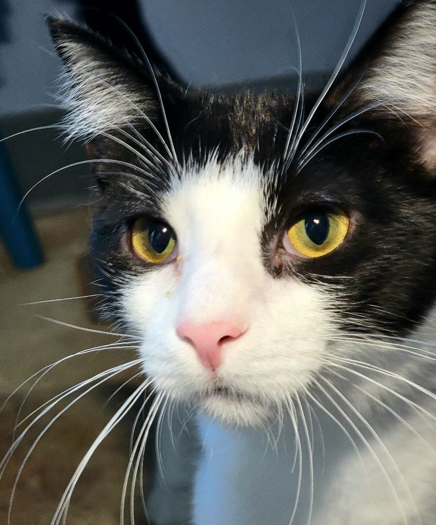 Fin, a Adoptable mixed breed in Chicago, IL image 4/5