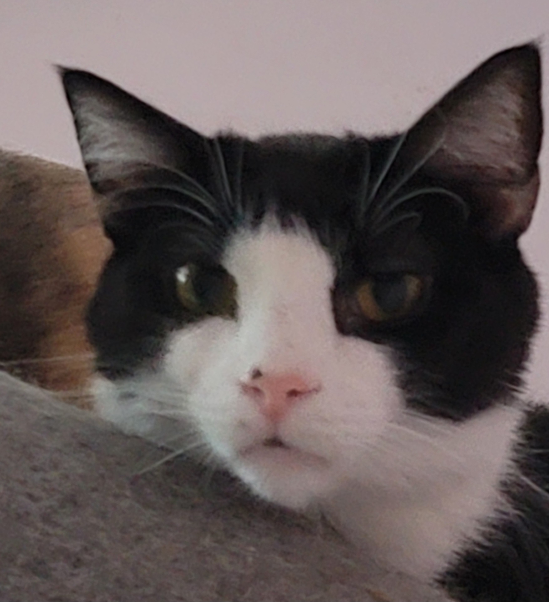 Fin, a Adoptable mixed breed in Chicago, IL image 5/5