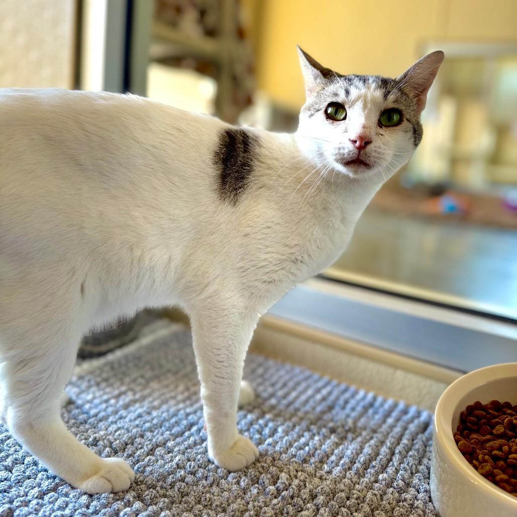 Johnny, Adoptable, Adult Male Domestic Short Hair.