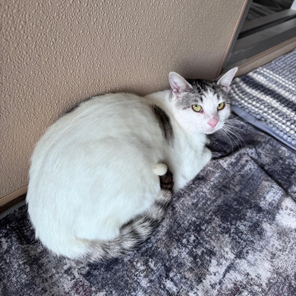 Enlarge Johnny, a Adoptable Domestic Short Hair in Fredericksburg, TX image 2/6