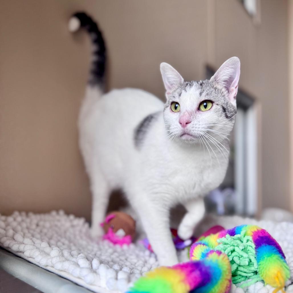 Enlarge Johnny, a Adoptable Domestic Short Hair in Fredericksburg, TX image 3/6