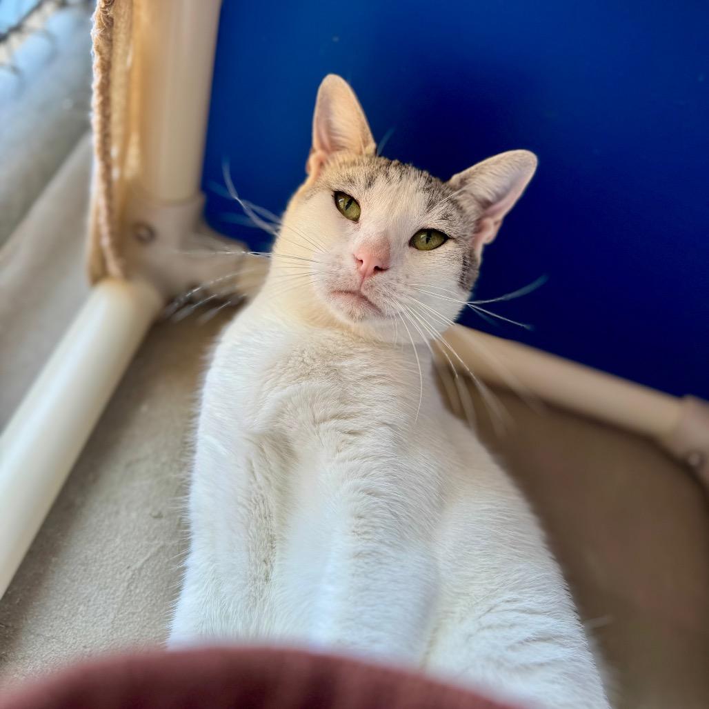 Johnny, a Adoptable Domestic Short Hair in Fredericksburg, TX image 4/6