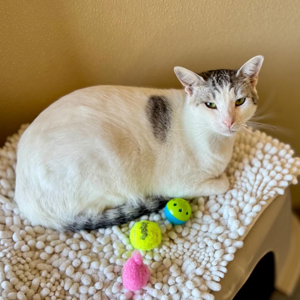 Enlarge Johnny, a Adoptable Domestic Short Hair in Fredericksburg, TX image 4/6
