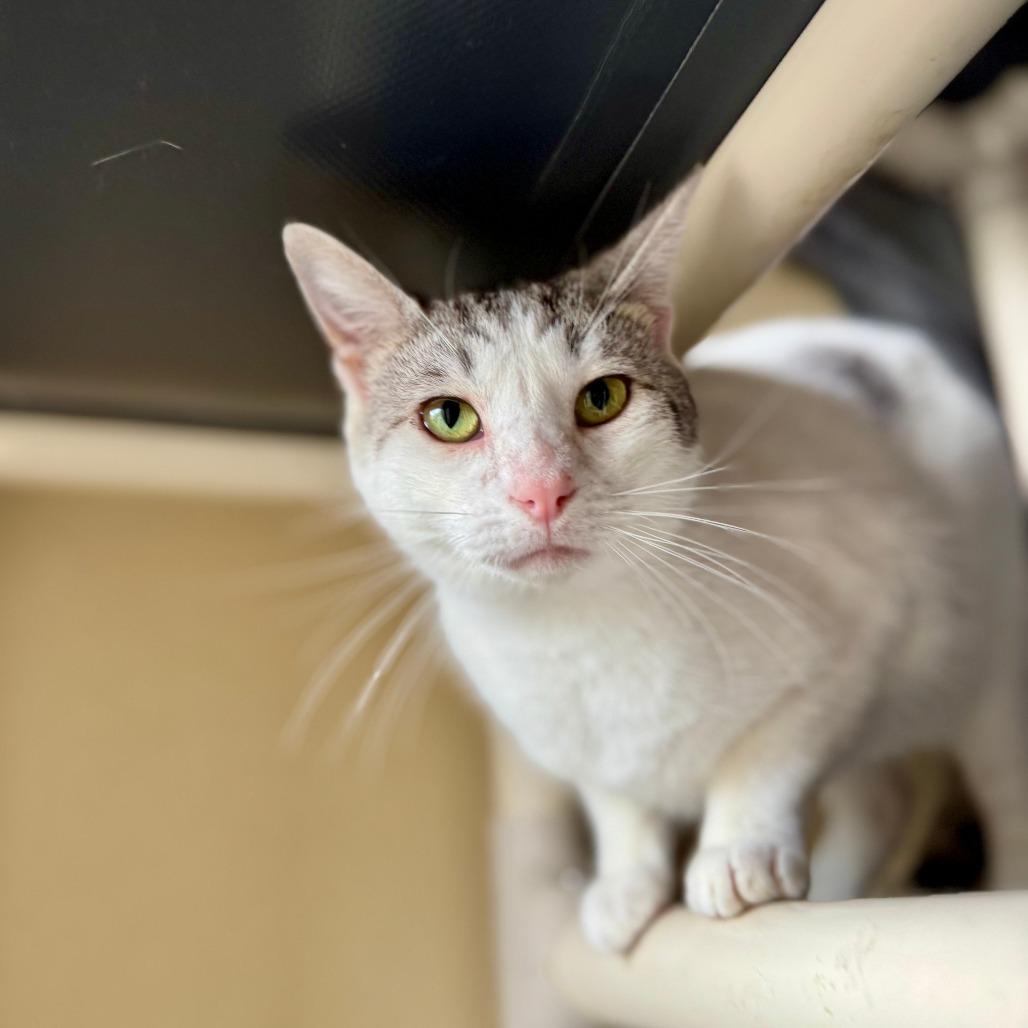 Enlarge Johnny, a Adoptable Domestic Short Hair in Fredericksburg, TX image 5/6