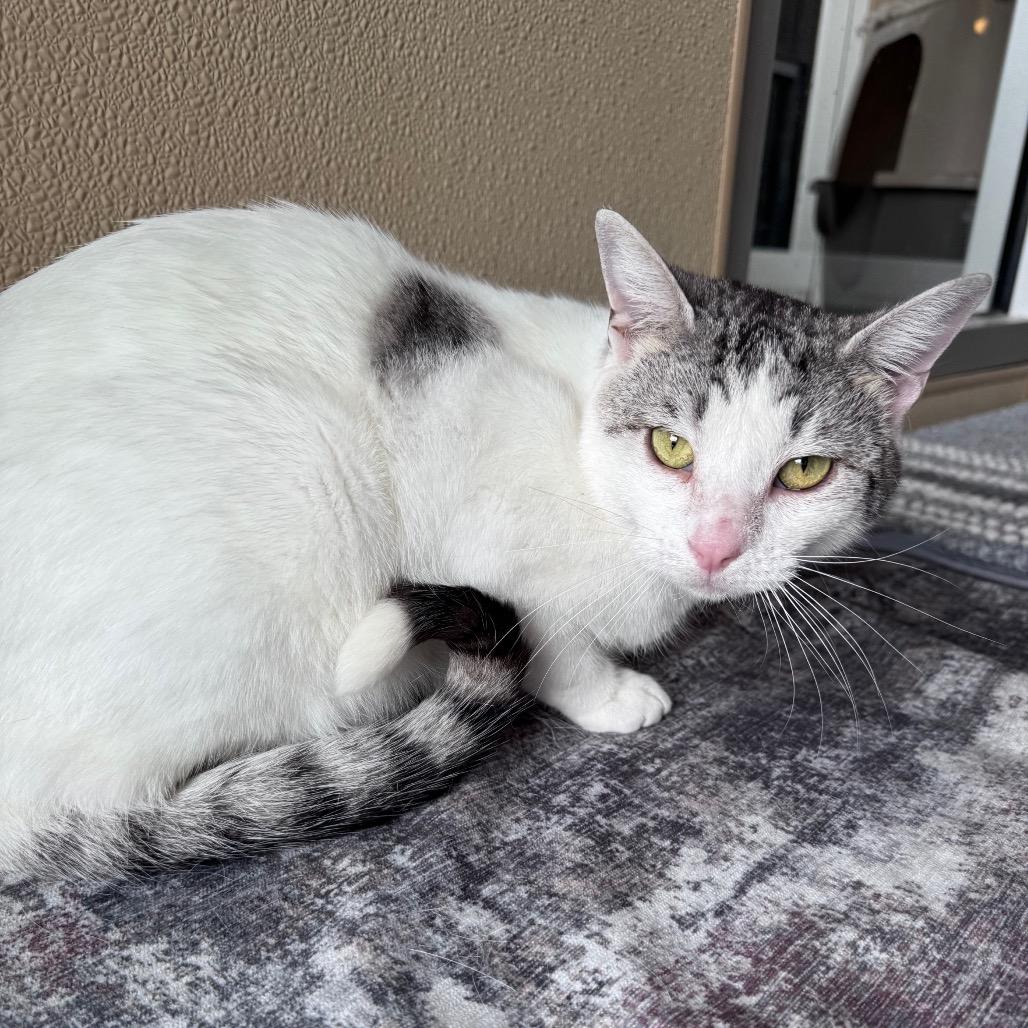 Enlarge Johnny, a Adoptable Domestic Short Hair in Fredericksburg, TX image 6/6