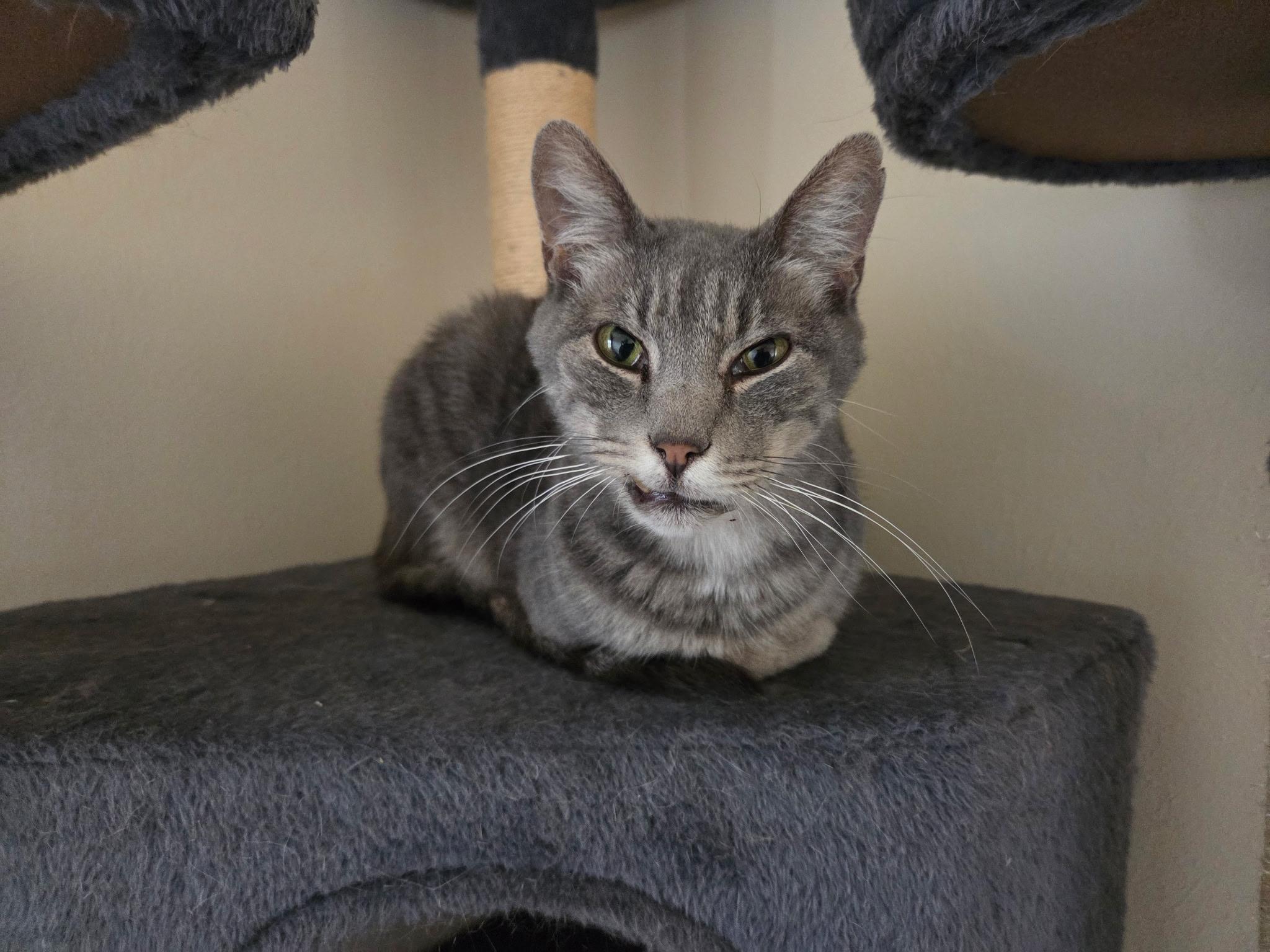 Enlarge Nikki, a Adoptable Tabby in Carnegie, OK image 2/2