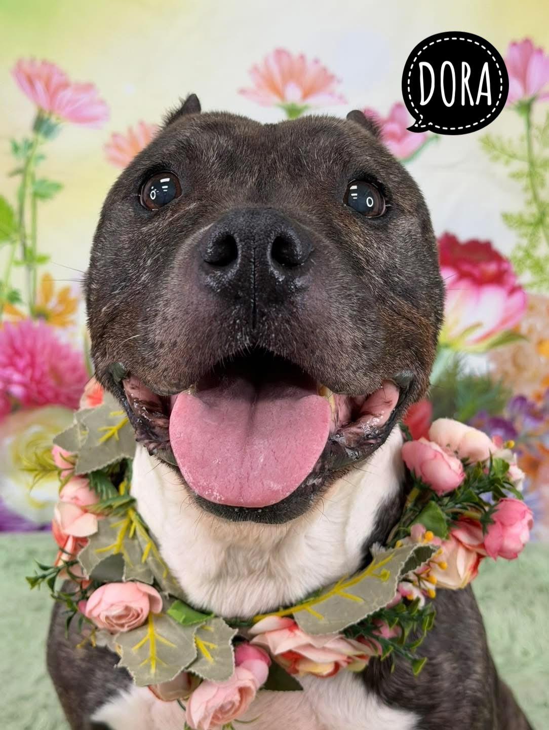 Enlarge Dora, a ADOPTABLE Mixed Breed in Flint, MI image 1/1