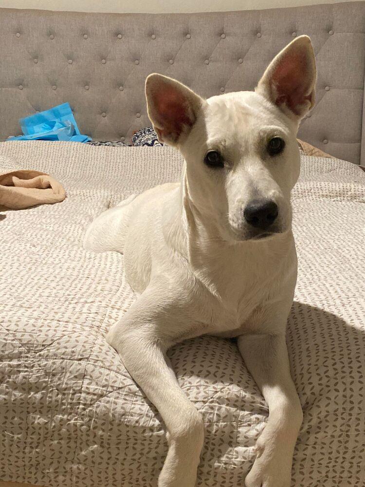 Paris (Ivory Litter) bonded with Brittany, must be adopted together