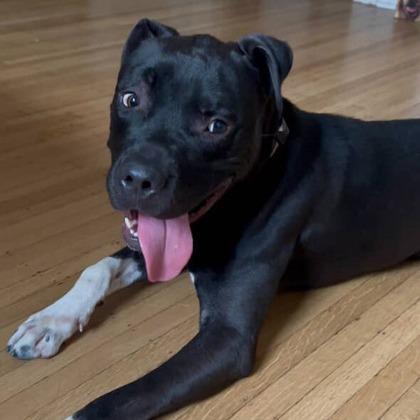 Gloves, Adoptable, Adult Male Pit Bull Terrier.