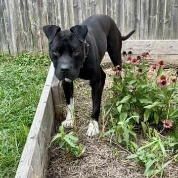 Gloves, a Adoptable mixed breed in Indianapolis, IN image 2/3