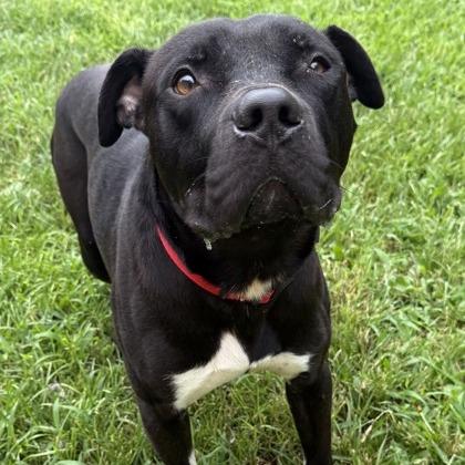 Gloves, a Adoptable mixed breed in Indianapolis, IN image 3/3