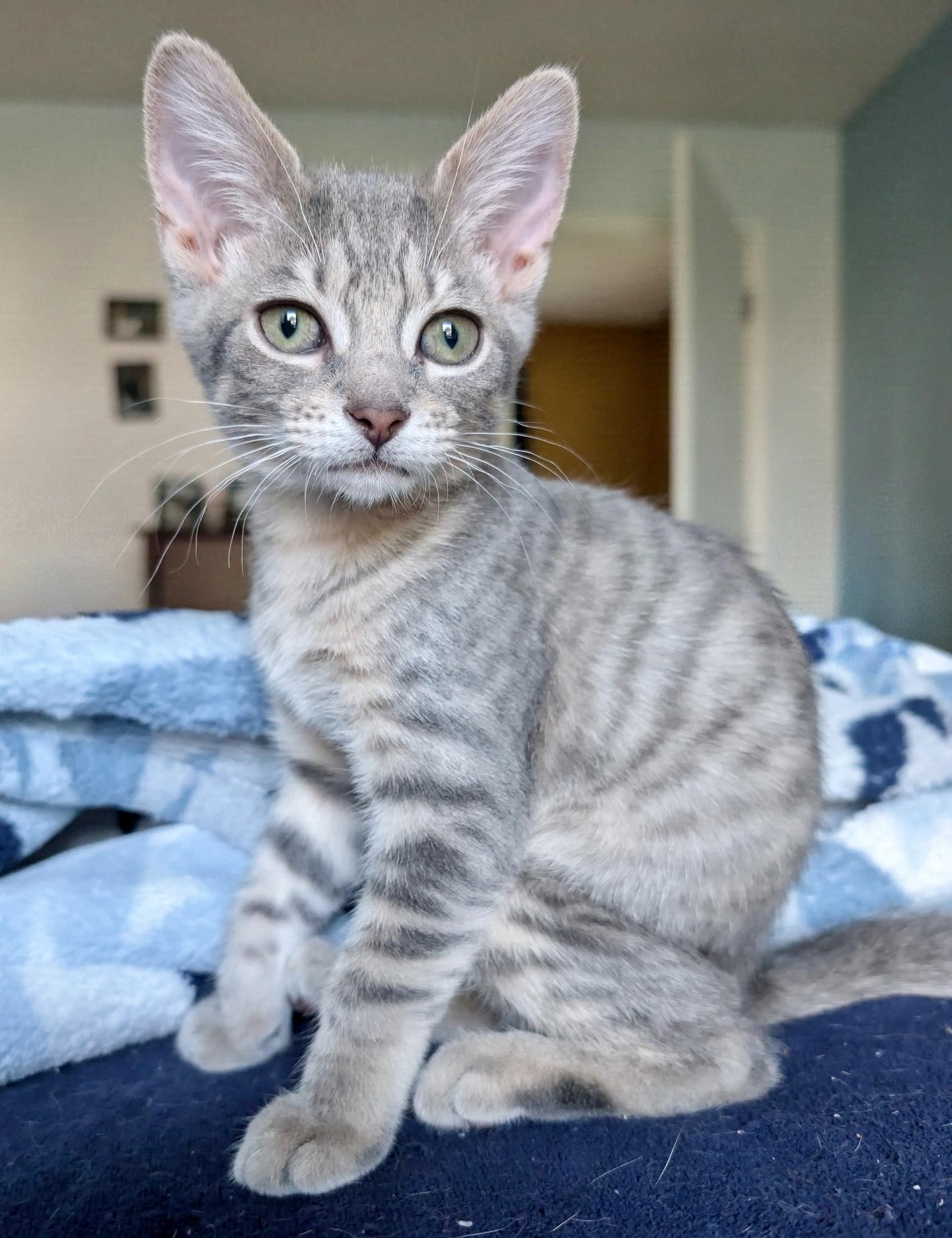 Enlarge Scully, a ADOPTABLE Domestic Short Hair in Jeffersonville, IN image 1/2