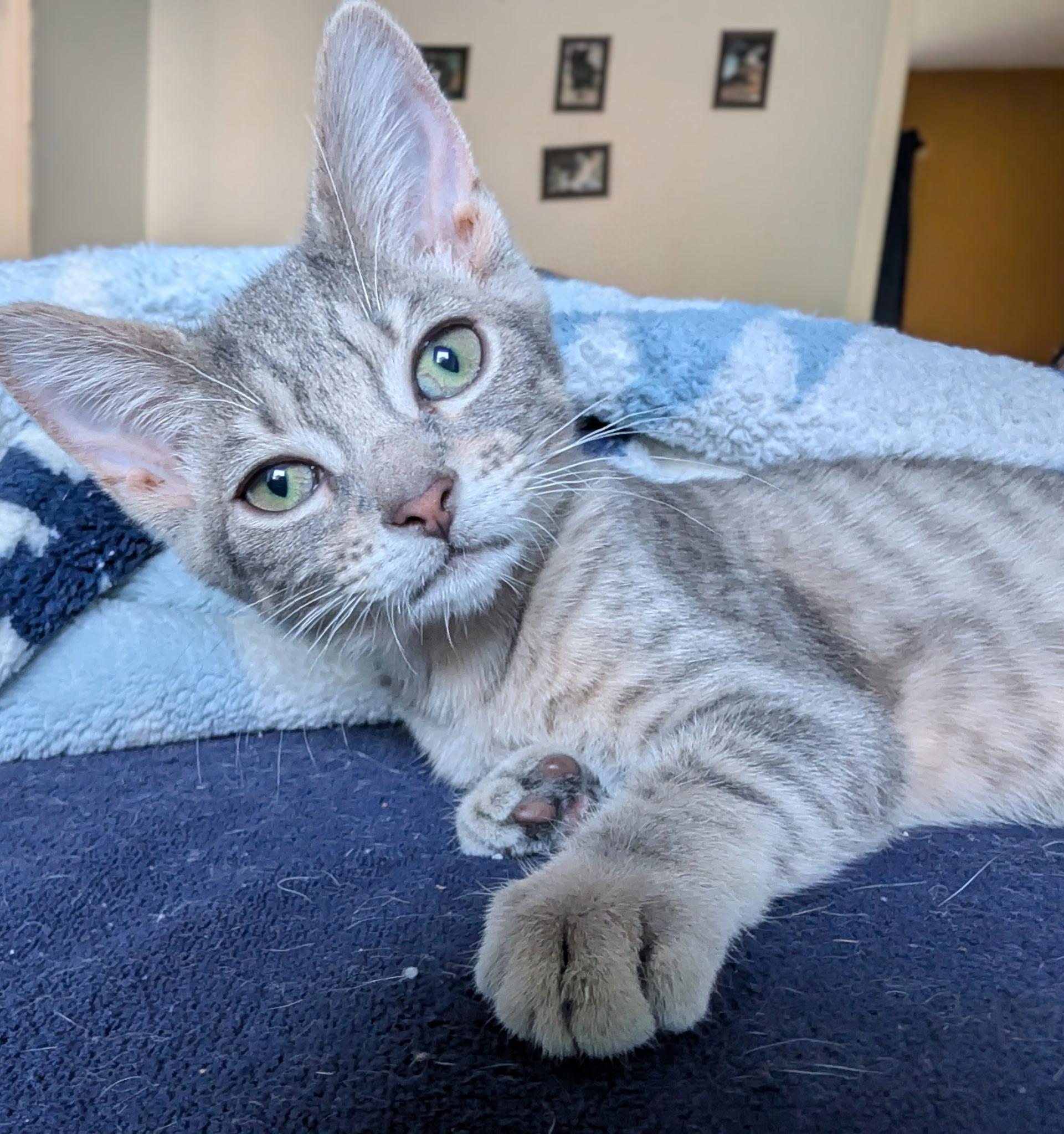 Enlarge Scully, a ADOPTABLE Domestic Short Hair in Jeffersonville, IN image 2/2