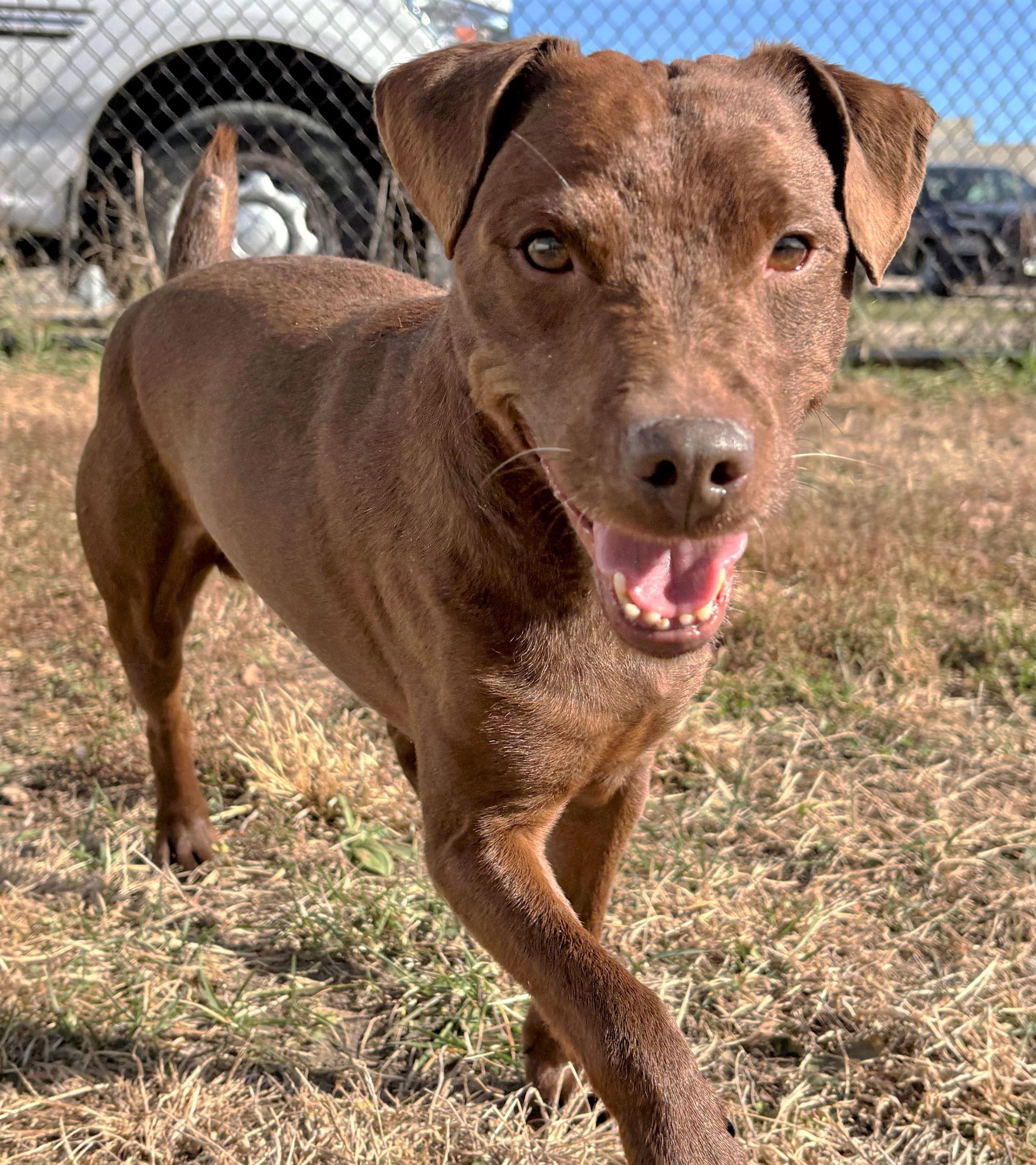 Enlarge Paddington, a Adoptable mixed breed in Iowa City, IA image 1/3