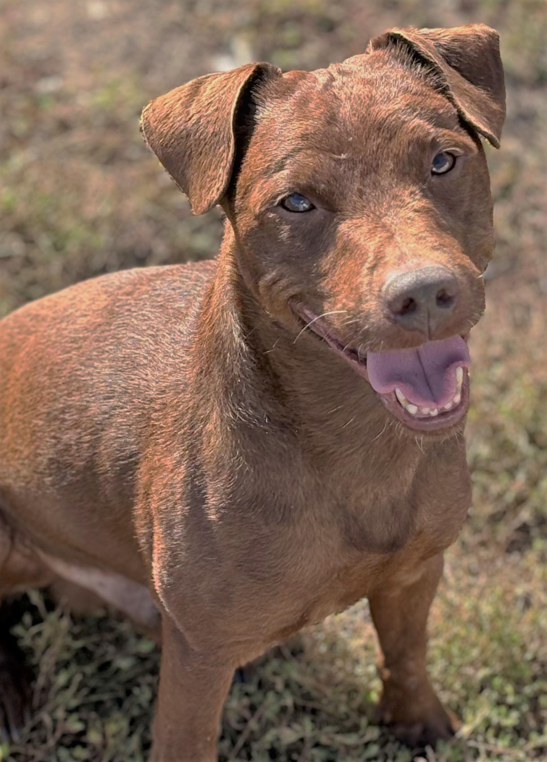 Enlarge Paddington, a Adoptable mixed breed in Iowa City, IA image 2/3