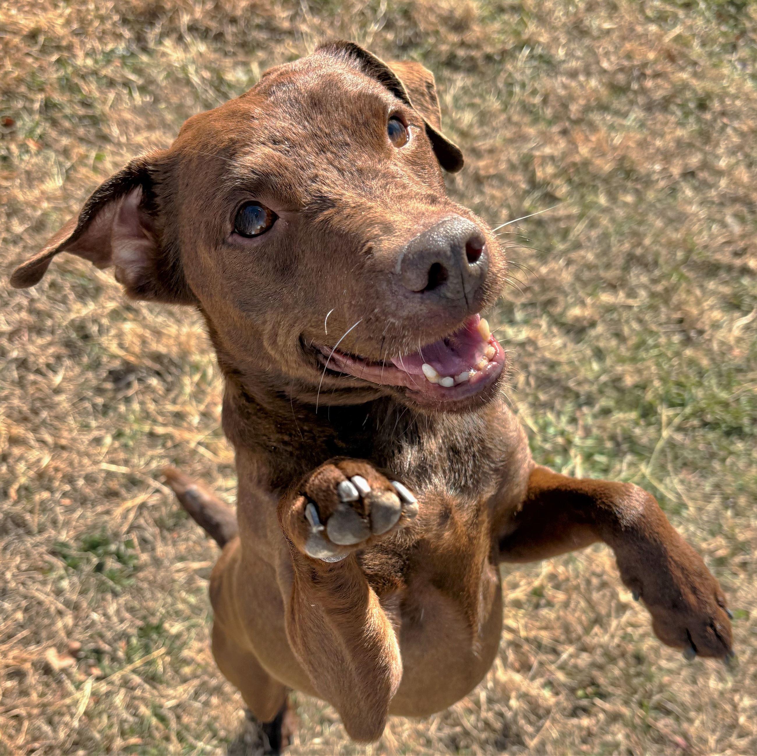 Enlarge Paddington, a Adoptable mixed breed in Iowa City, IA image 3/3