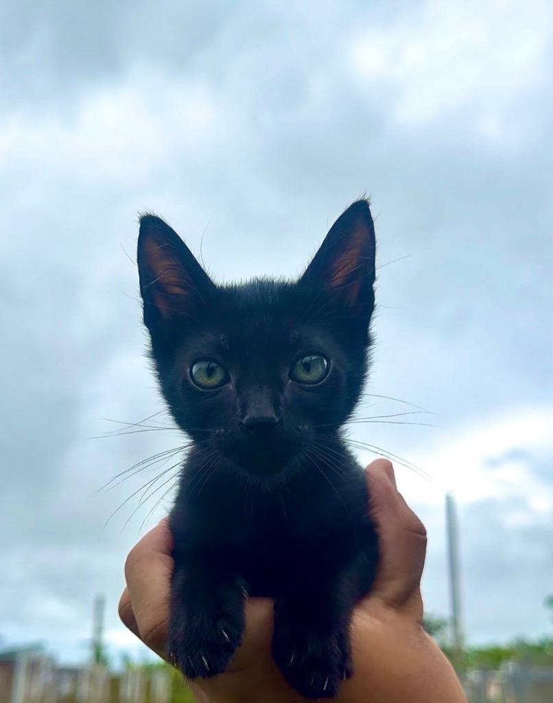 Onyx, Adoptable, Kitten Male Domestic Short Hair.