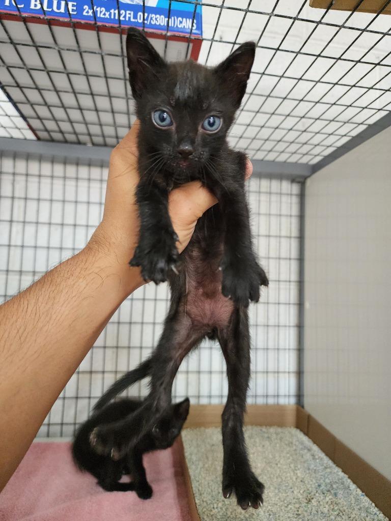 Enlarge Onyx, a Adoptable mixed breed in Mangilao, GU image 2/2