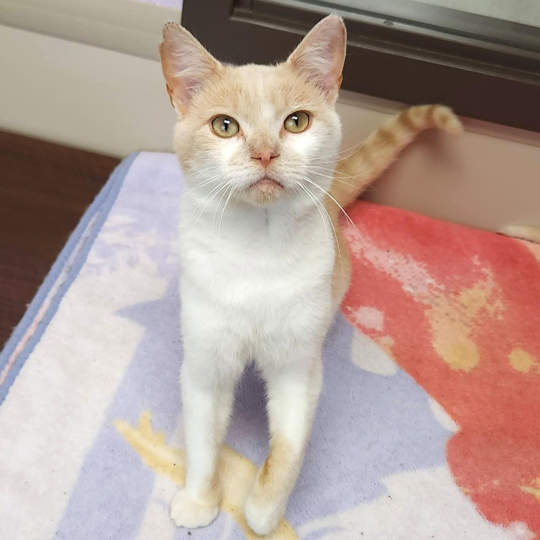 Enlarge Kenny, a ADOPTABLE Domestic Short Hair in Marshfield, WI image 5/6