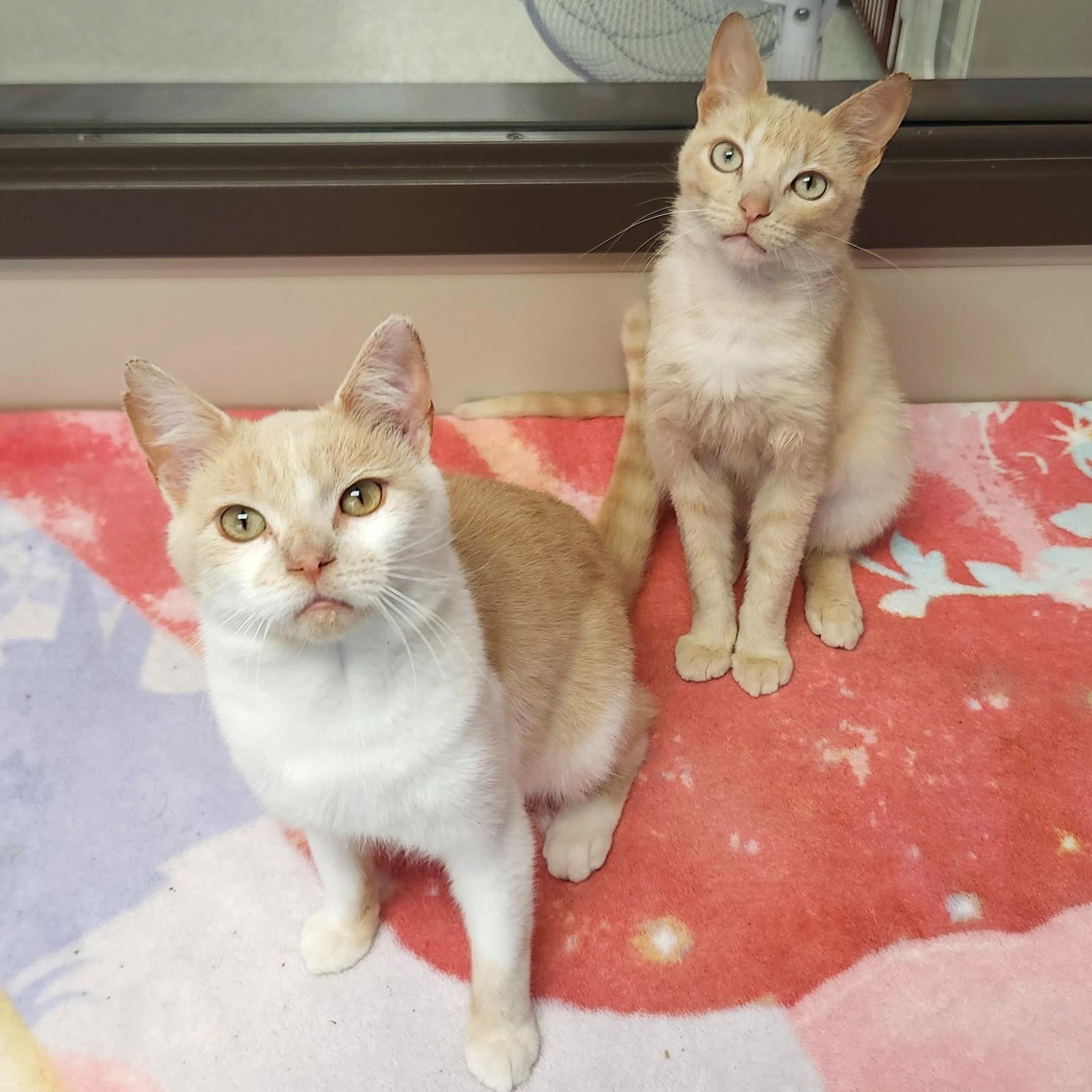 Enlarge Kenny, a ADOPTABLE Domestic Short Hair in Marshfield, WI image 3/6