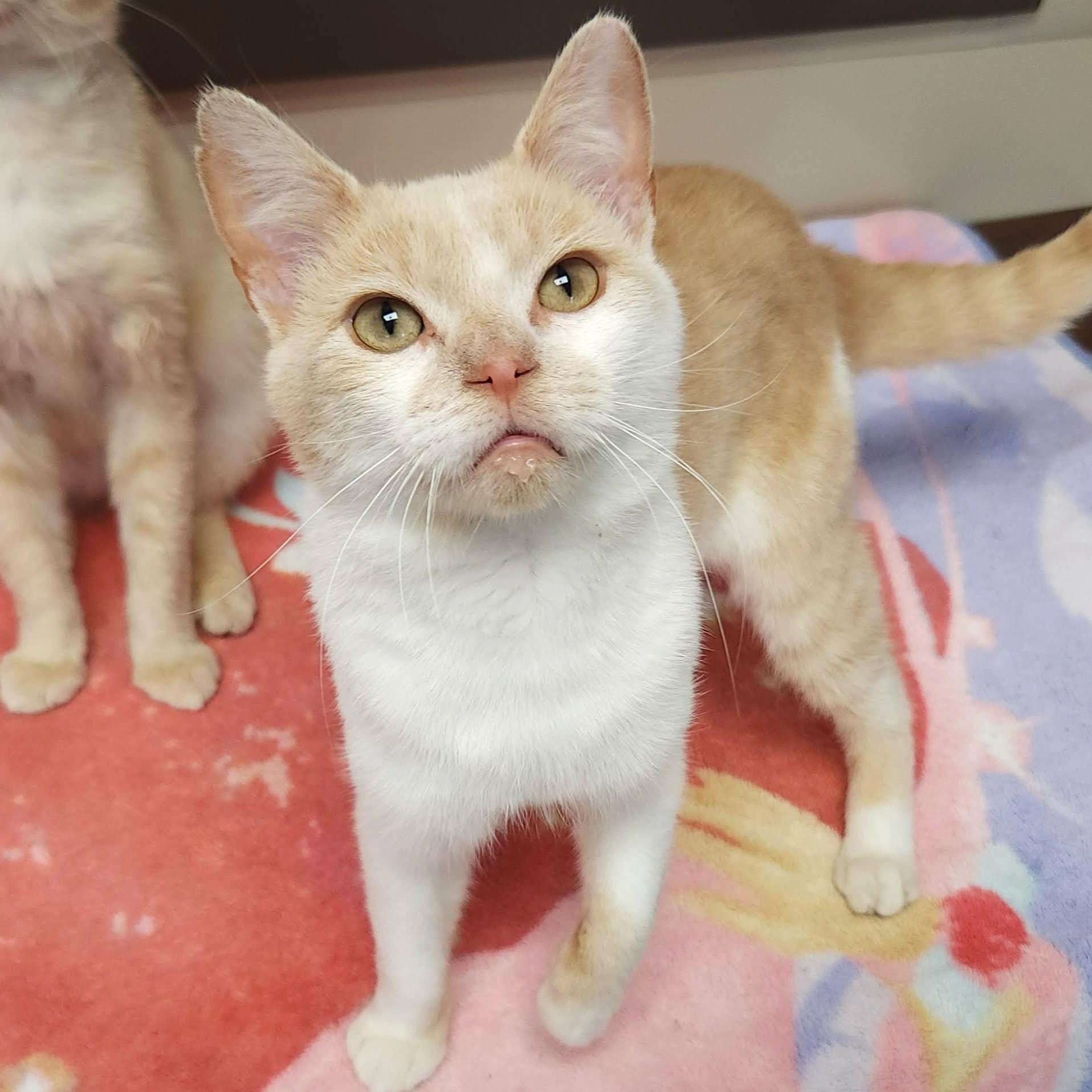 Enlarge Kenny, a ADOPTABLE Domestic Short Hair in Marshfield, WI image 2/6