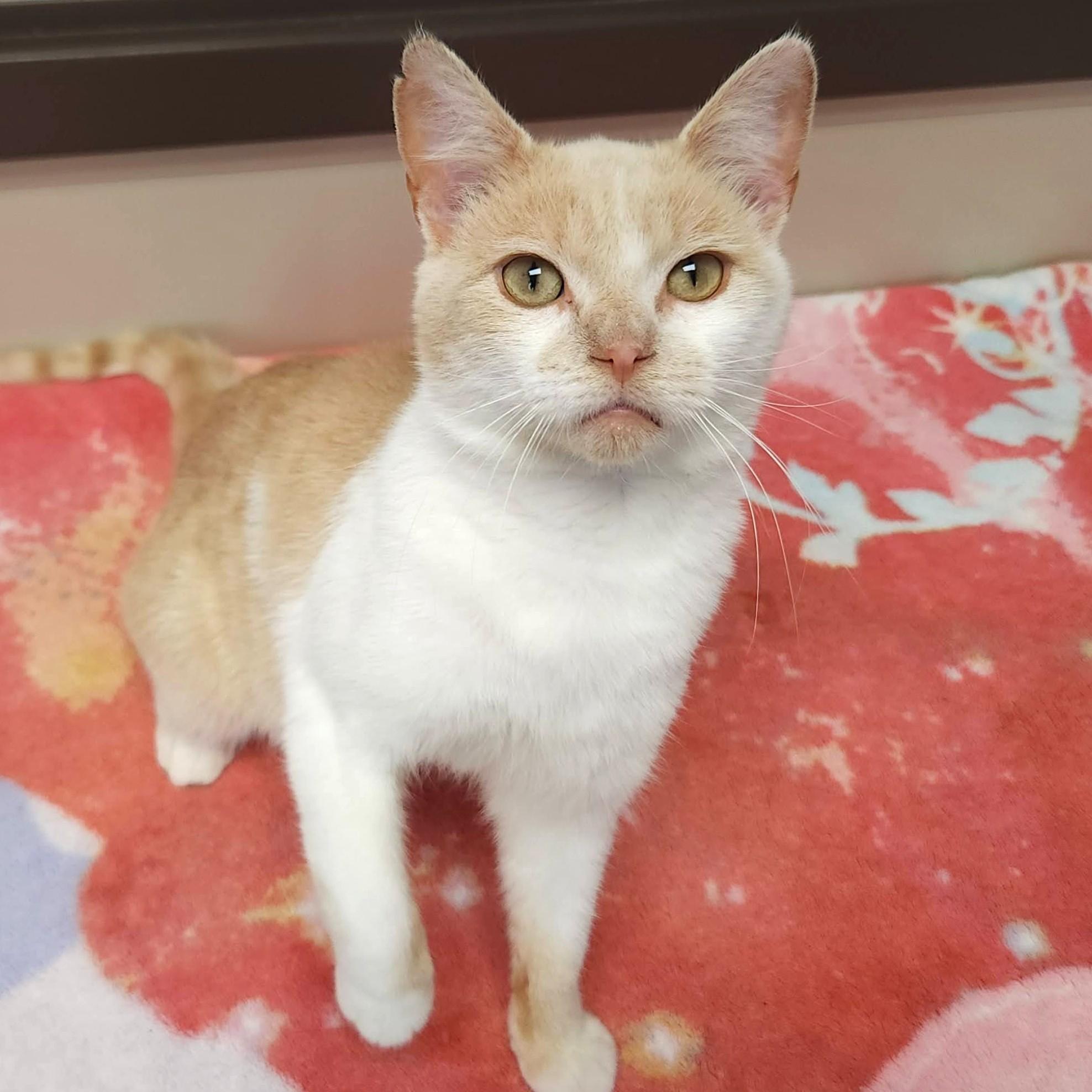 Enlarge Kenny, a ADOPTABLE Domestic Short Hair in Marshfield, WI image 4/6