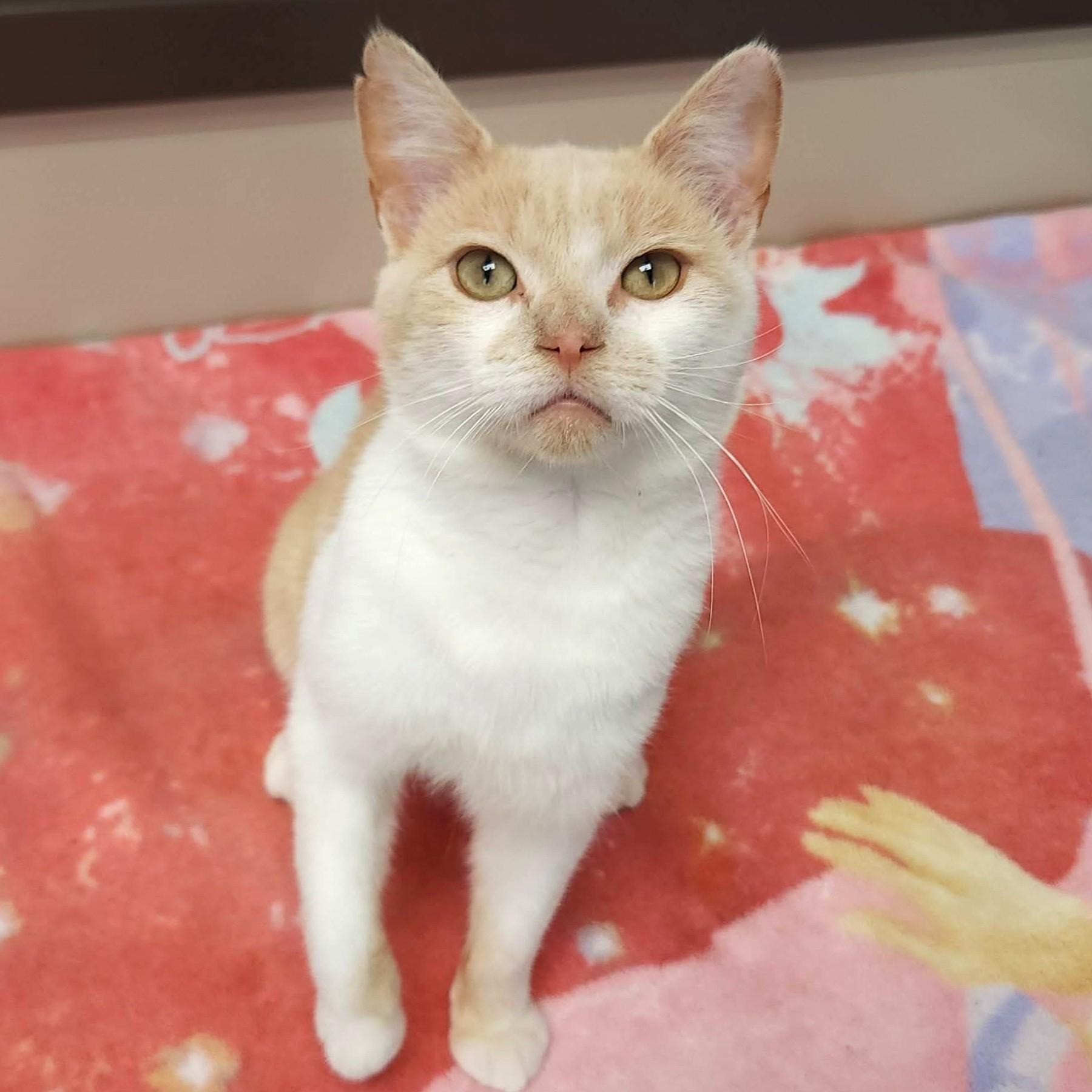 Kenny, ADOPTABLE, Adult Male Domestic Short Hair.