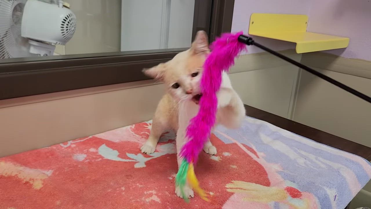 Enlarge Kenny, a ADOPTABLE Domestic Short Hair in Marshfield, WI video 6/6