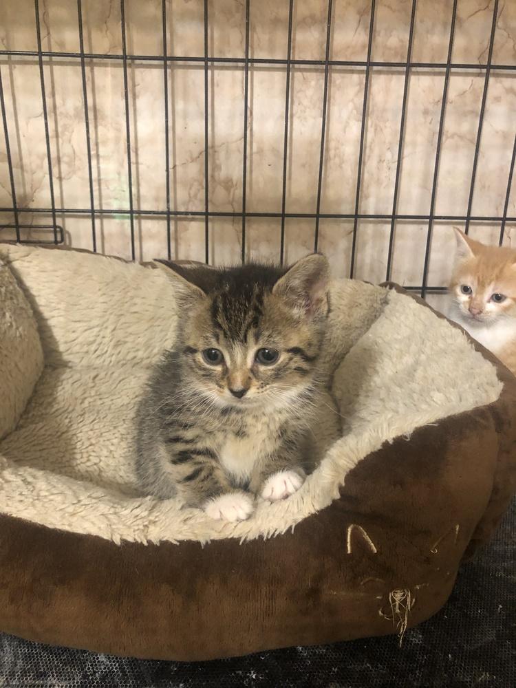 Pam, Adopted, Kitten Female Domestic Medium Hair.