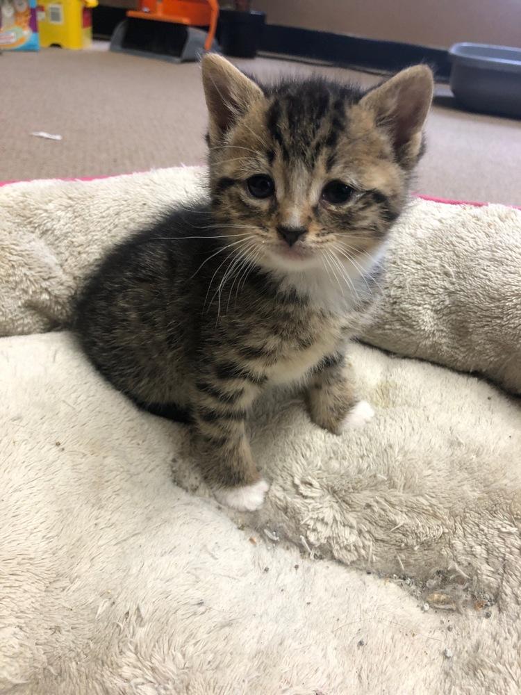 Enlarge Pam, a Adopted mixed breed in Huntington, NY image 2/4