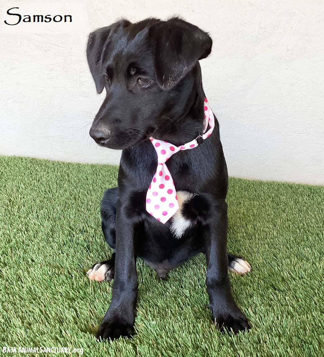Samson