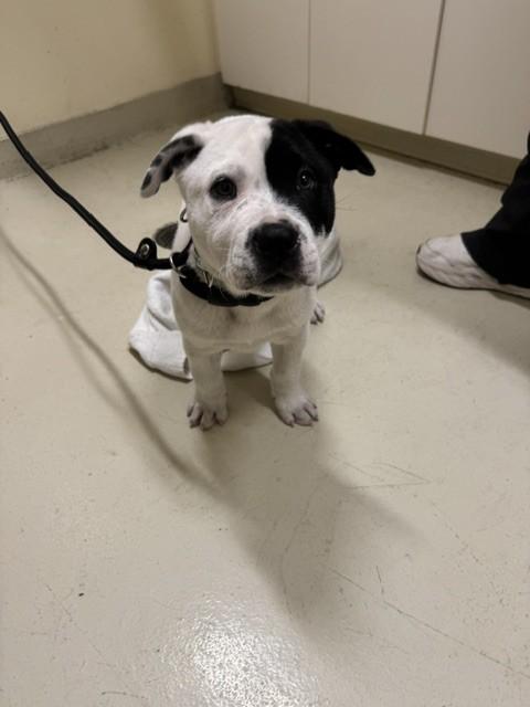 SPOT, Adoptable, Puppy Male Pit Bull Terrier.