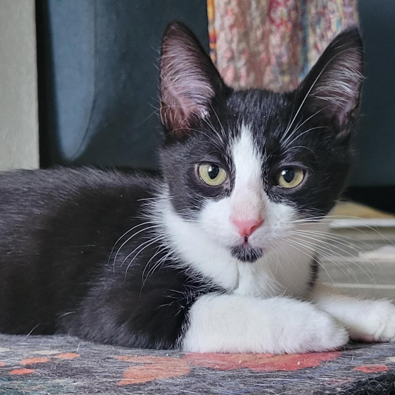 Mr. Personality, a Adoptable mixed breed in Henderson, NV image 3/4