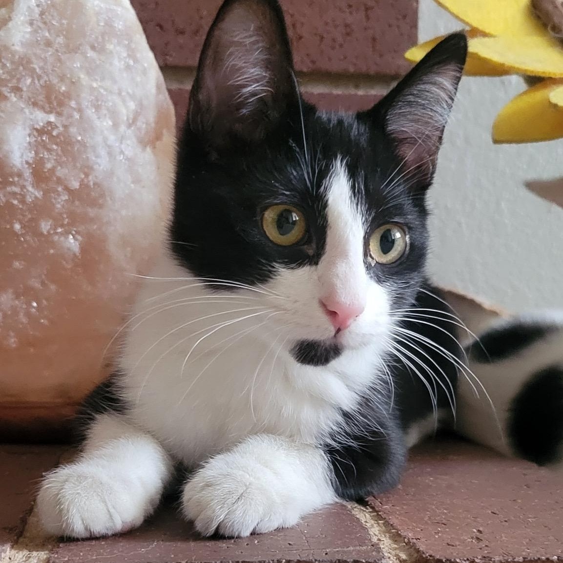 Mr. Personality, Adoptable, Kitten Male Tuxedo & Domestic Short Hair.