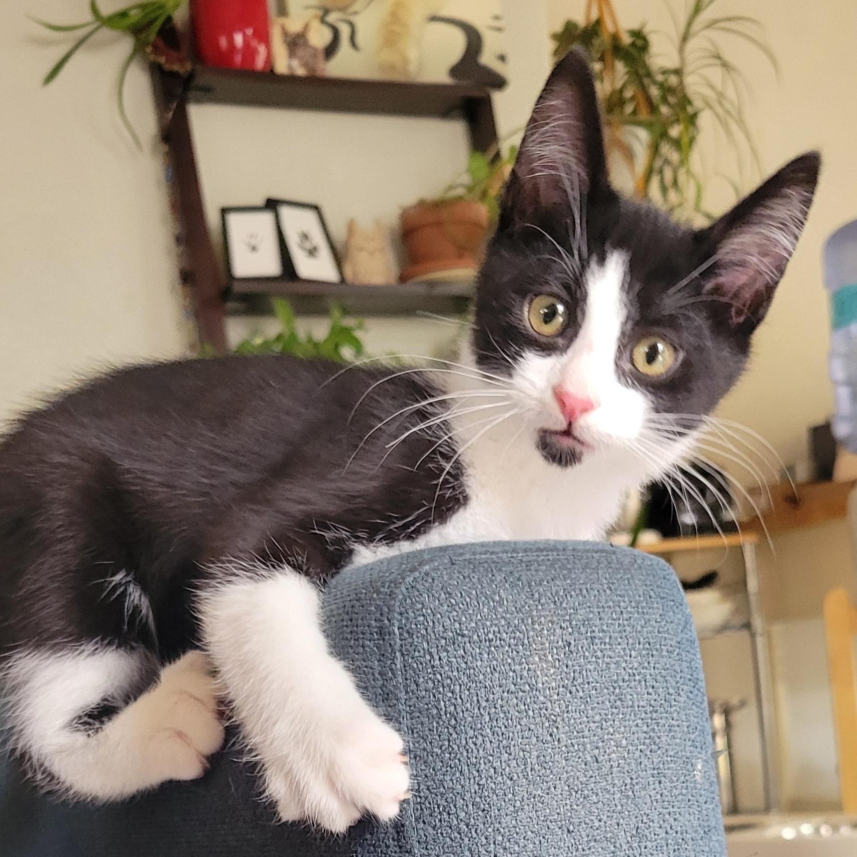 Mr. Personality, a Adoptable mixed breed in Henderson, NV image 4/4