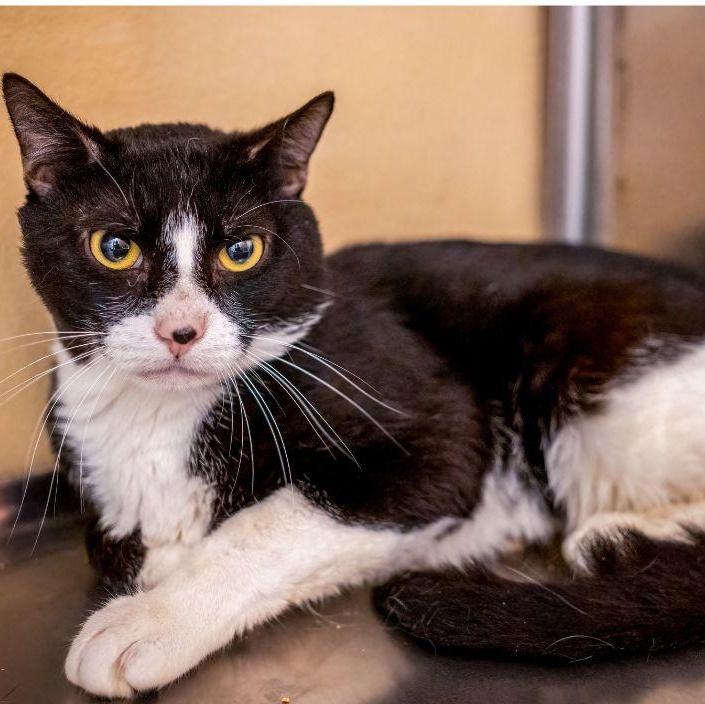 Grimm, Adoptable, Young Male Tuxedo.