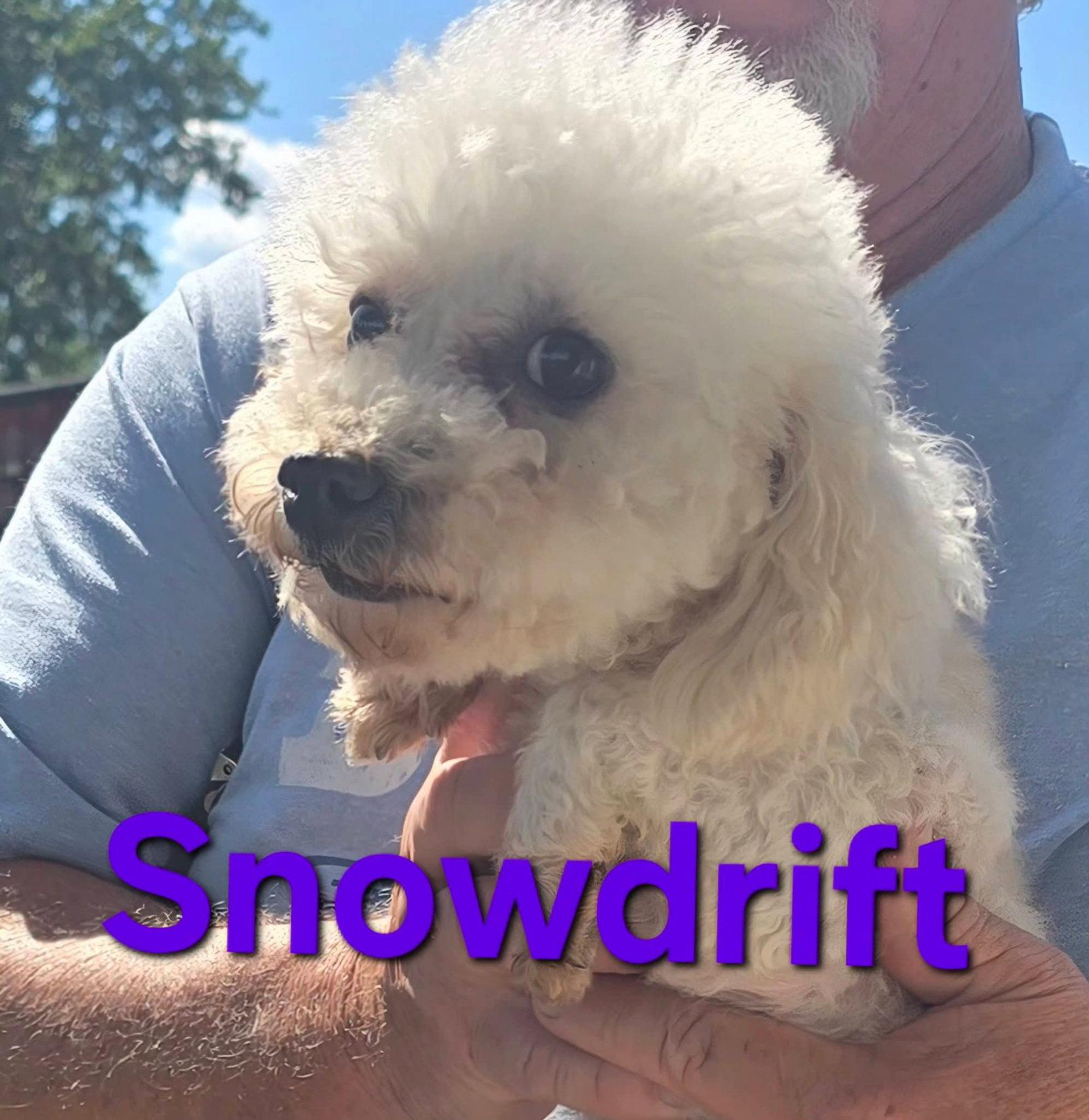 Snow Drift, Adoptable, Adult Female Poodle.