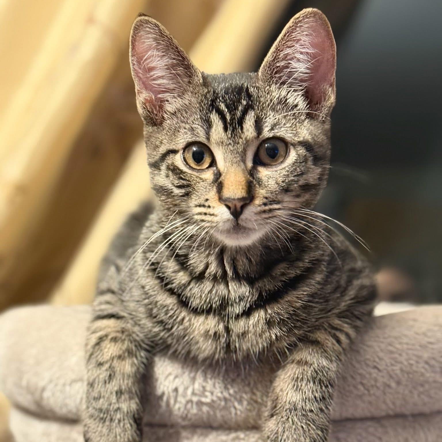 Cinnamon, Adoptable, Kitten Male Tabby.