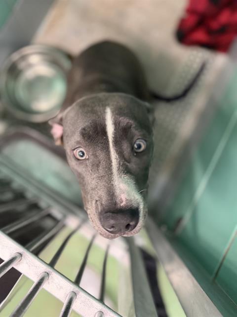 BELLA, Adoptable, Young Female Staffordshire Bull Terrier & Mixed Breed.
