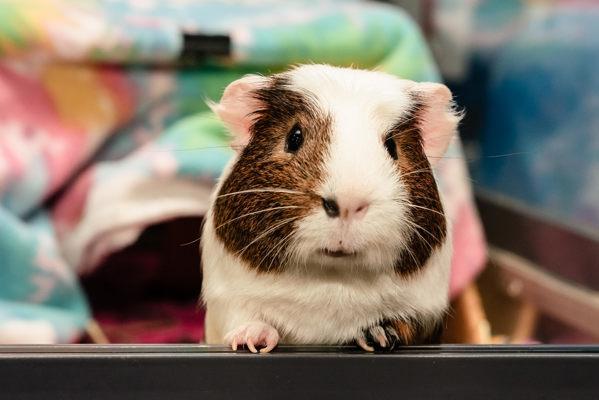 Enlarge Chet Ubetcha, a Adoptable mixed breed in San Diego, CA image 3/6