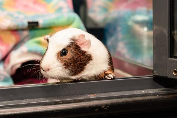 Enlarge Chet Ubetcha, a Adoptable mixed breed in San Diego, CA image 4/6