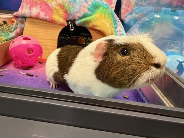 Enlarge Chet Ubetcha, a Adoptable mixed breed in San Diego, CA image 5/6