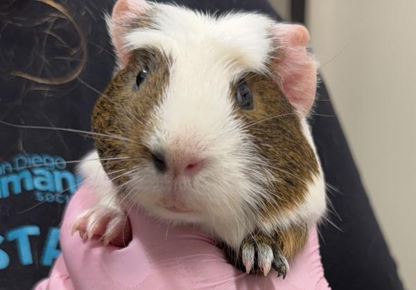 Enlarge Chet Ubetcha, a Adoptable mixed breed in San Diego, CA image 6/6