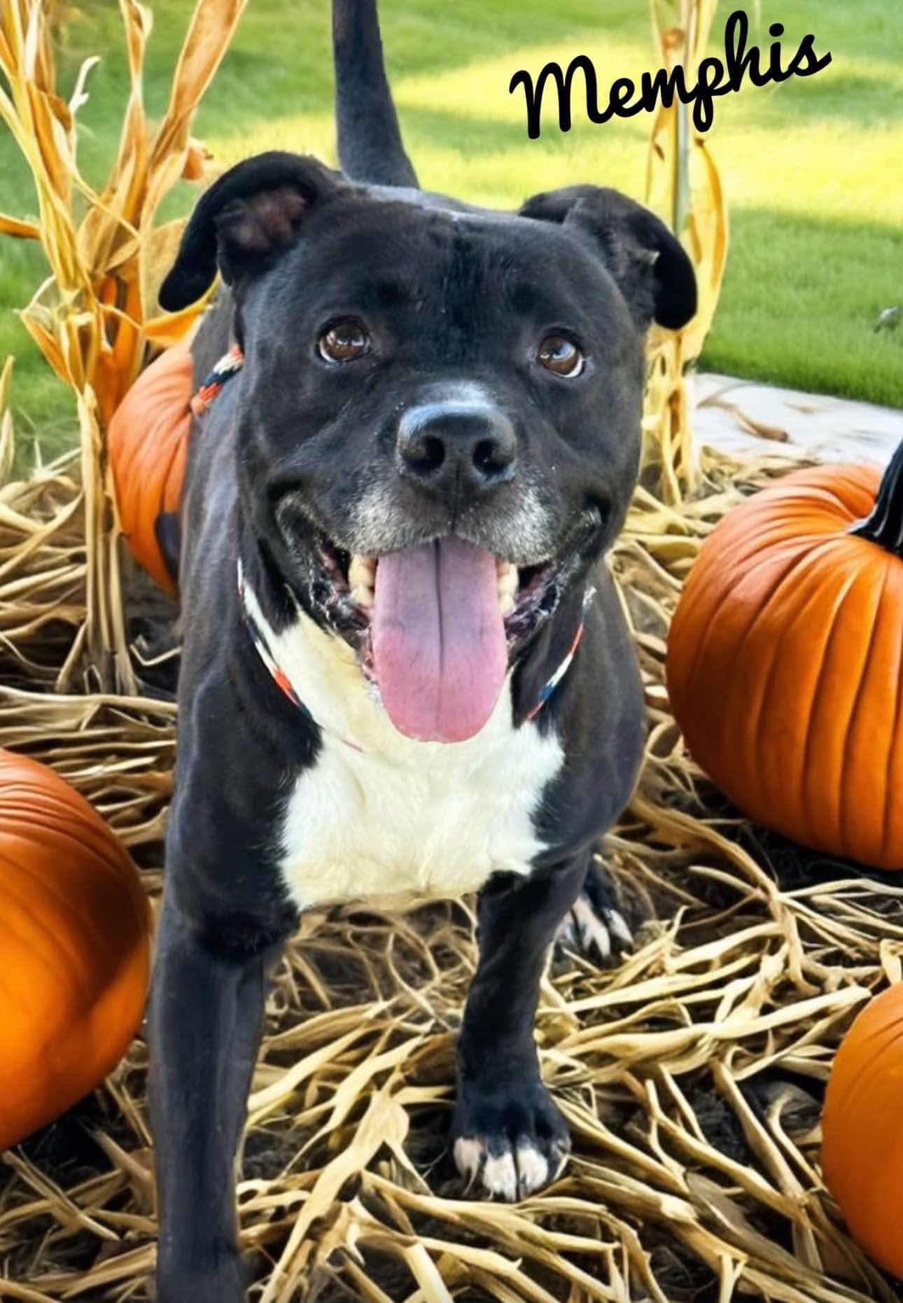 Dog for adoption Memphis, a Mixed Breed in Flint, MI Petfinder