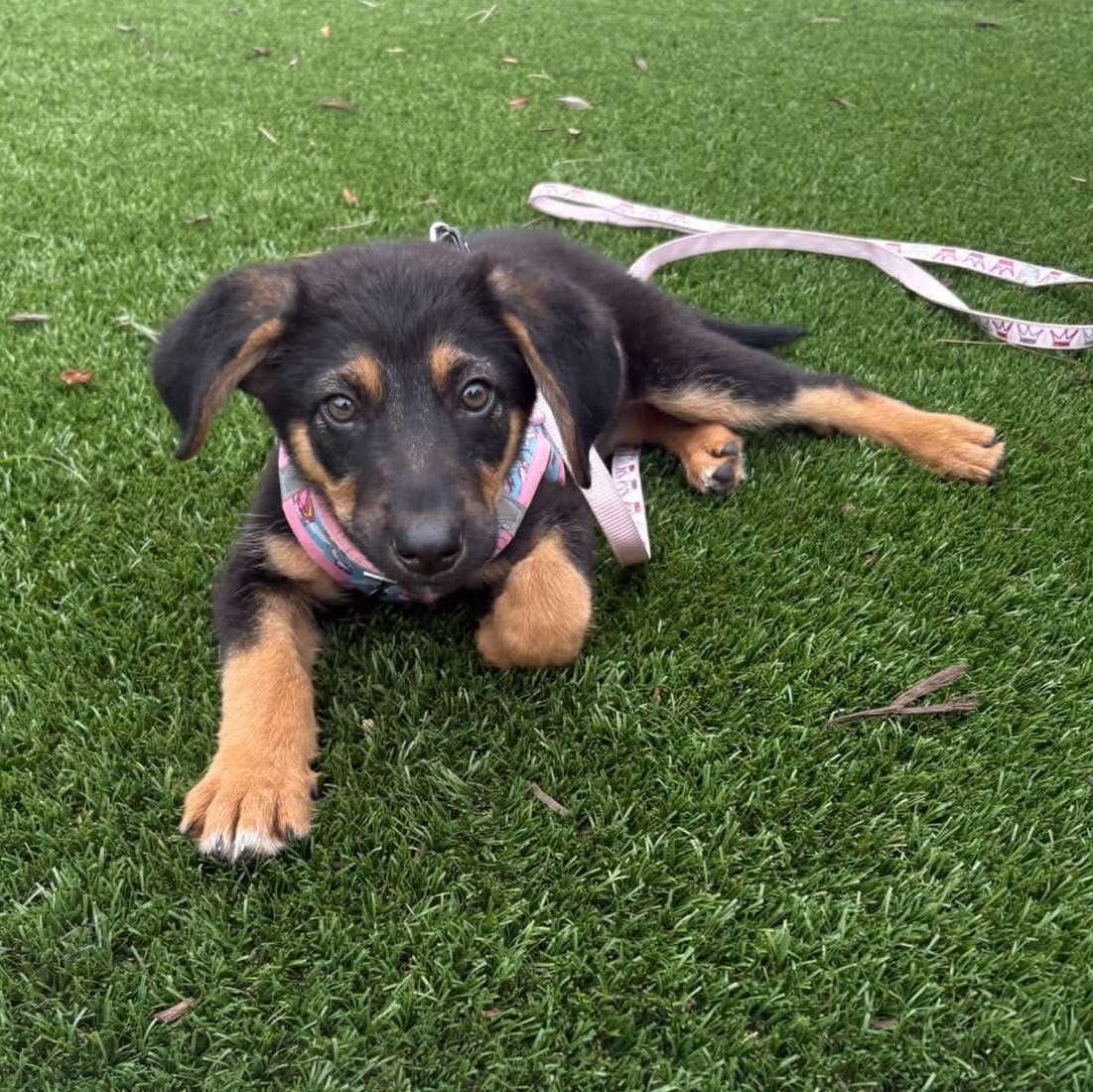 Chloe, adopted, Puppy Female German Shepherd Dog.