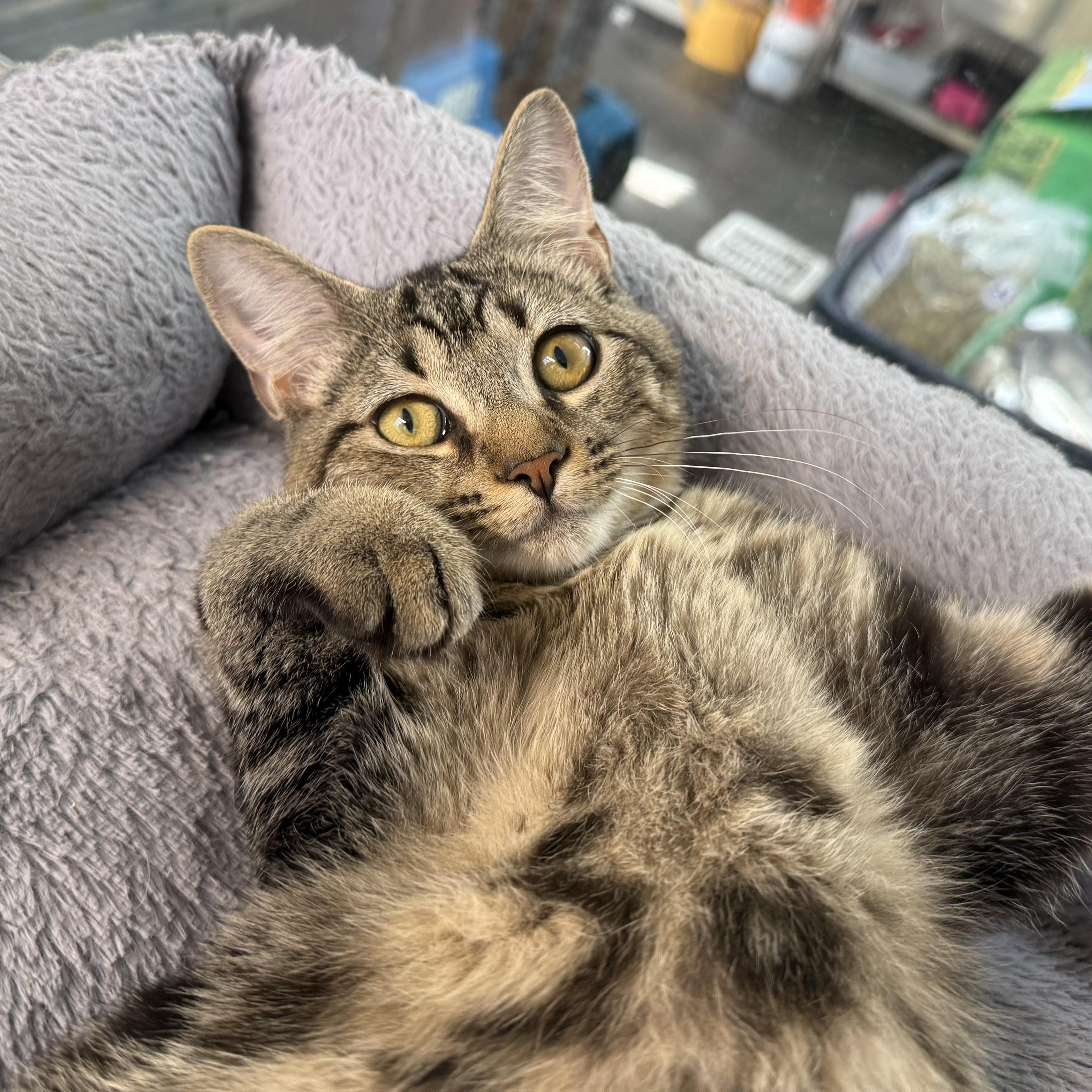 Enlarge Isaac, a Adoptable mixed breed in West Milford, NJ image 1/2