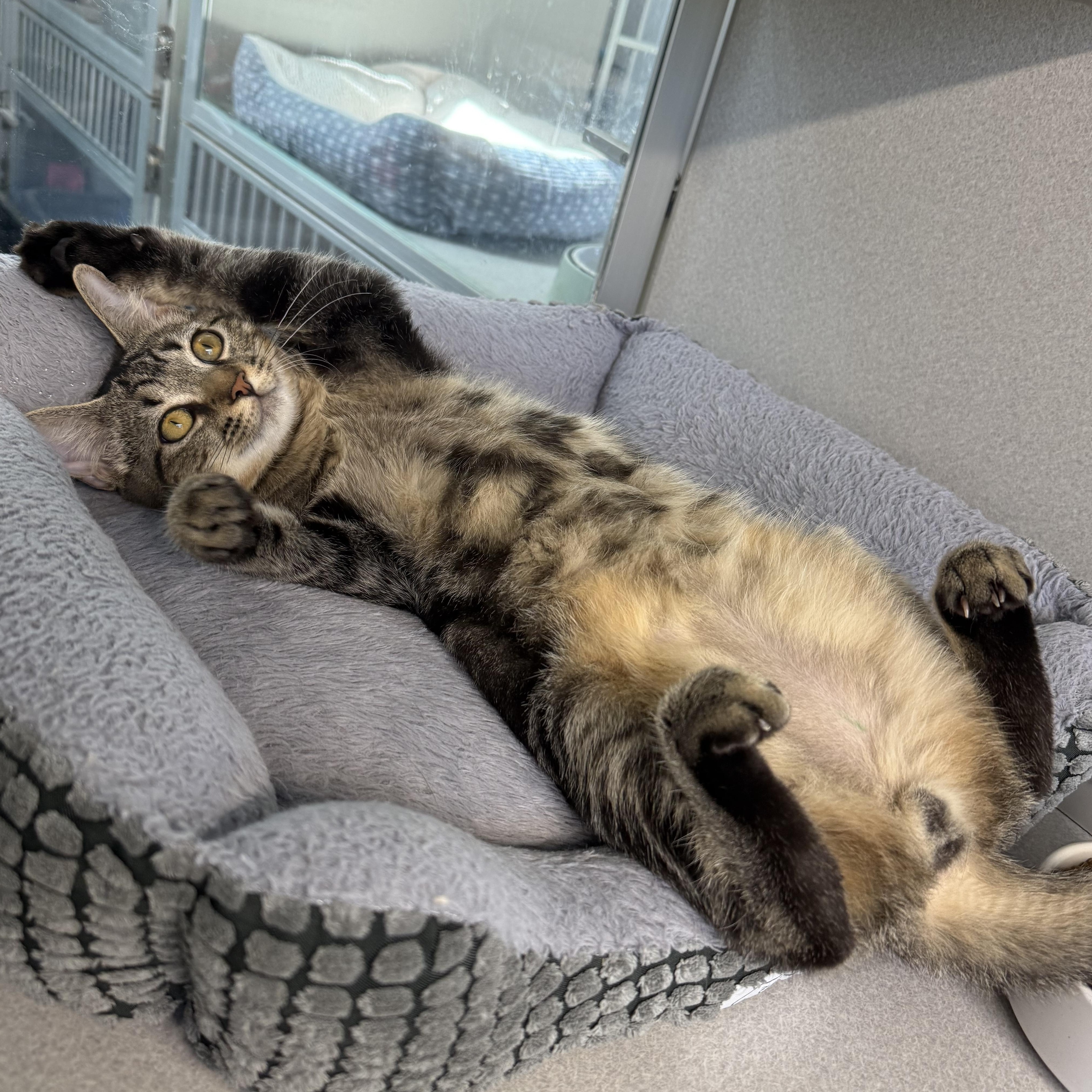 Enlarge Isaac, a Adoptable mixed breed in West Milford, NJ image 2/2