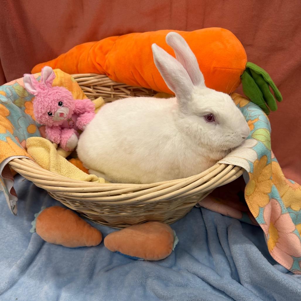 Zion, Adoptable, Adult Male American.